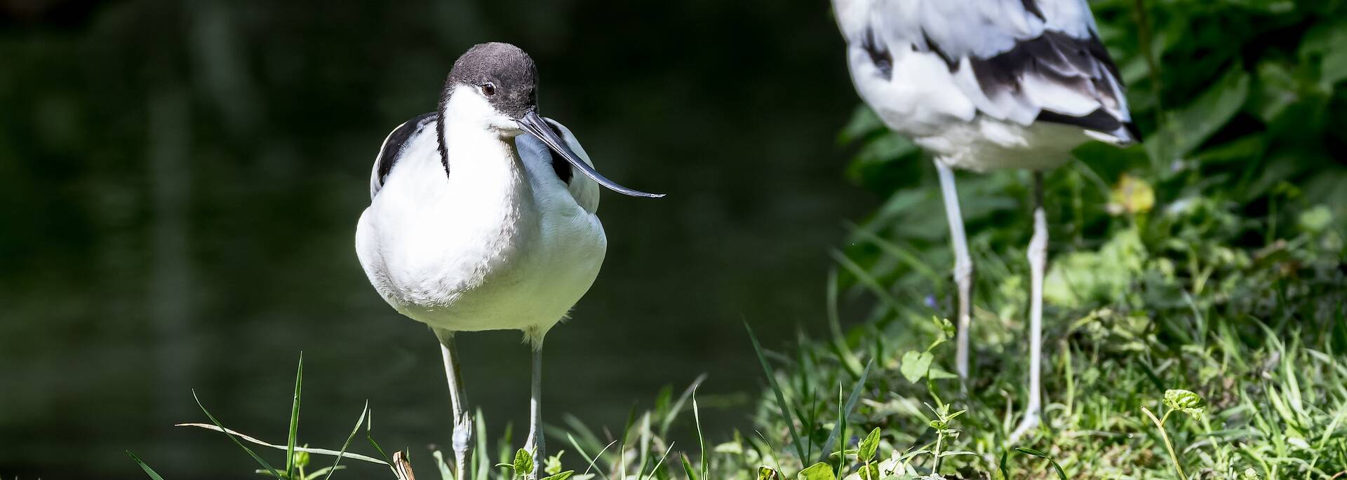 avocette - @Shutterstock