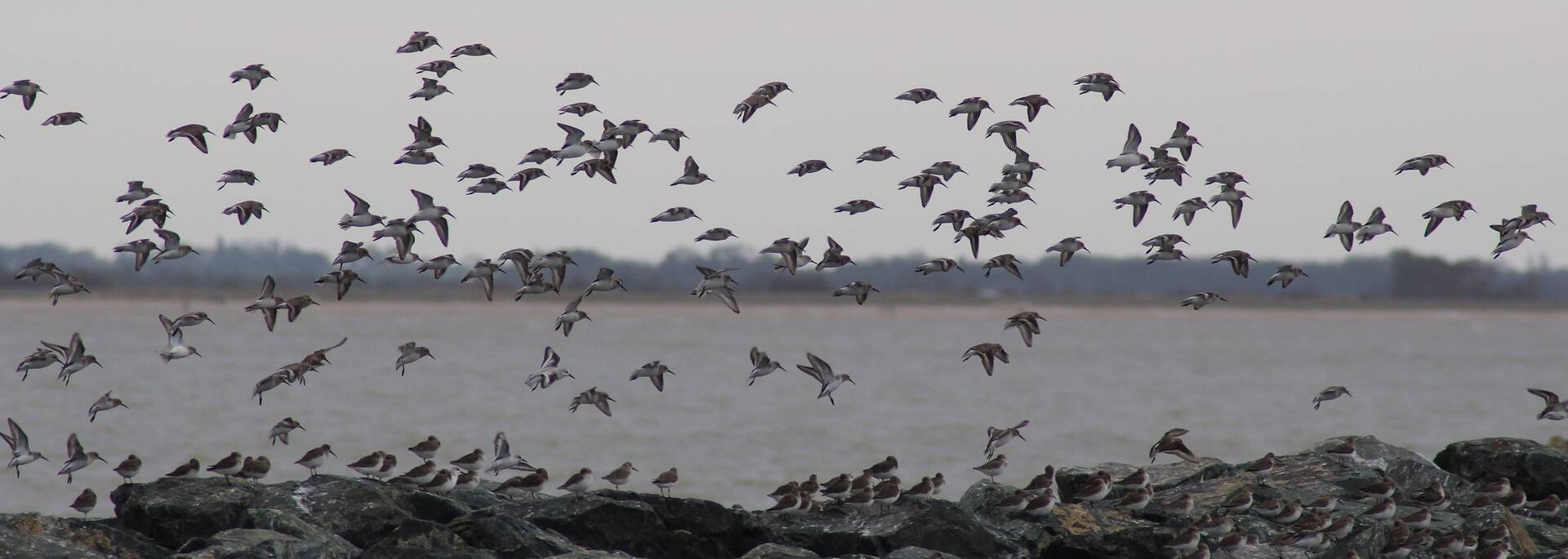 Vol d'oiseaux aux Boucholeurs - ©P.Migaud / FDHPA 17