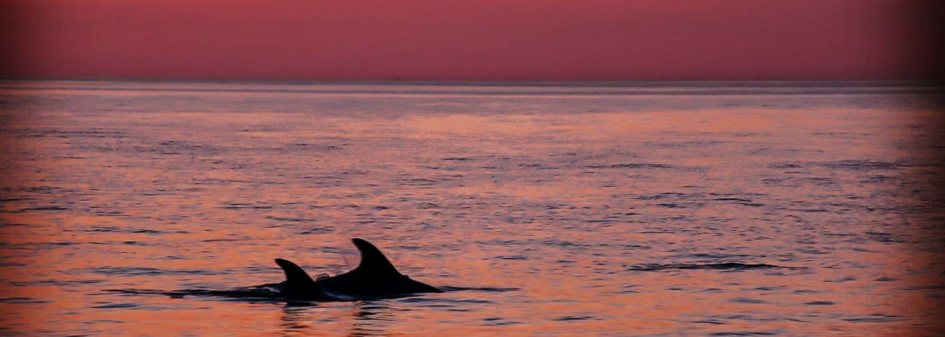 Dauphins au large de l'île d'Oléron - ©Sabia's Pictures