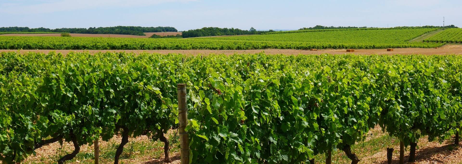 Vignes dans le vignoble du cognac - ©P.Migaud / FDHPA17