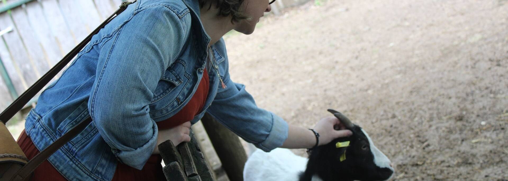 Rencontre avec les biquettes au Zoodyssée - ©P.Migaud /FDHPA17