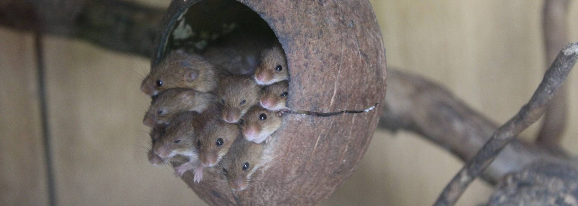 Famille de rongeurs du Zoodyssée - ©P.Migaud / FDHPA17