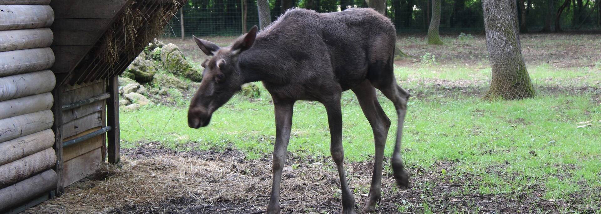 Un jeune élan, nouveauté 2018 du Zoodyssée - ©P.Migaud / FDHPA17