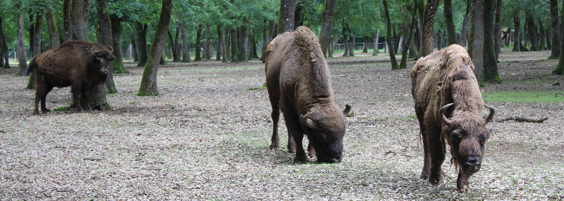 Bisons d'Europe au Zoodyssée - ©P.Migaud / FDHPA17