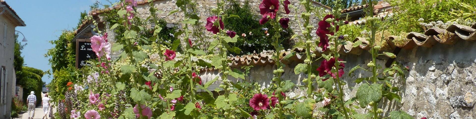 Roses trémières dans les rues de Talmont sur Gironde - ©P.Migaud / FDHPA17