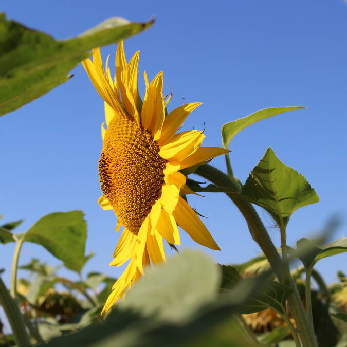 Tournesol © Stéphanie NADOUCE / CMT