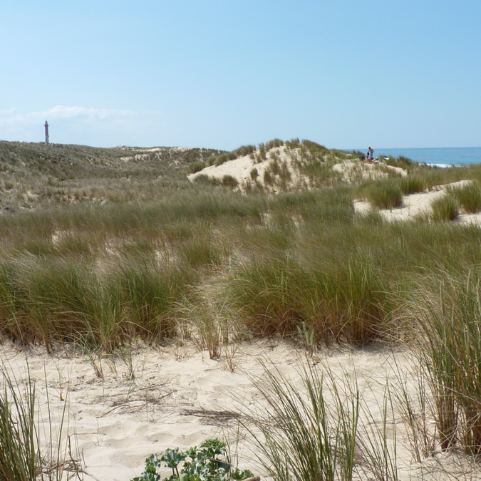 Plage de la Côte Sauvage - ©P.Migaud / FDHPA17