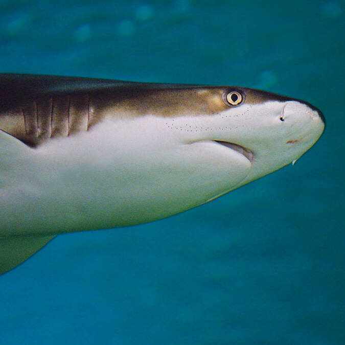 Les requins de l’Aquarium de La Rochelle © Aquarium La Rochelle