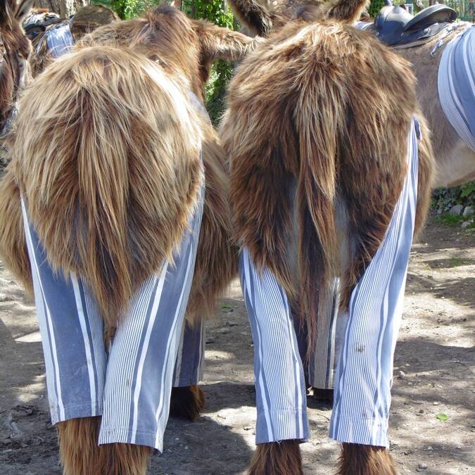 Ânes en culottes de Saint Martin de Ré - ©V.Baumard / FDHPA17