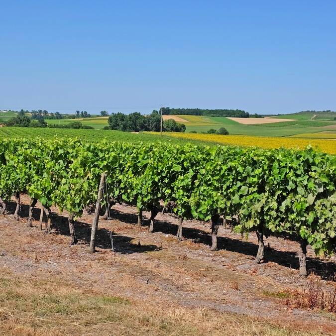 Cognac, au cœur d'un vignoble réputée - ©Shutterstock