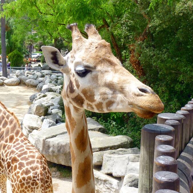 les girafes du Zoo de la Palmyre © FDHPA 17 